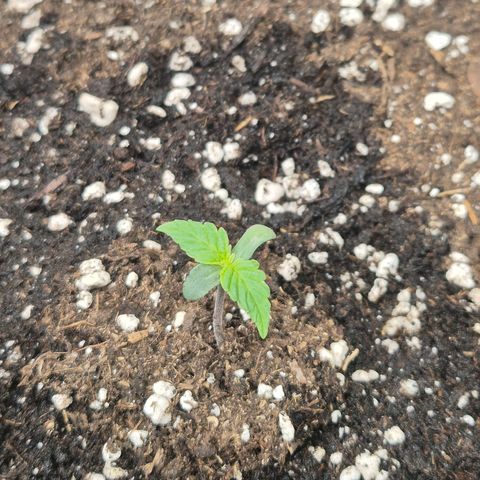 Sticky Beast BIGGY growlog timeline photo