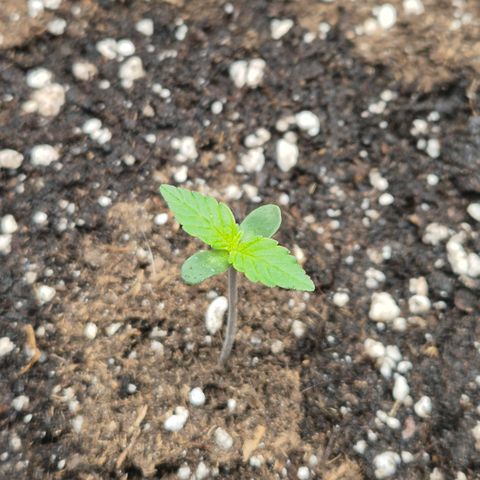 Sticky Beast BOB growlog timeline photo