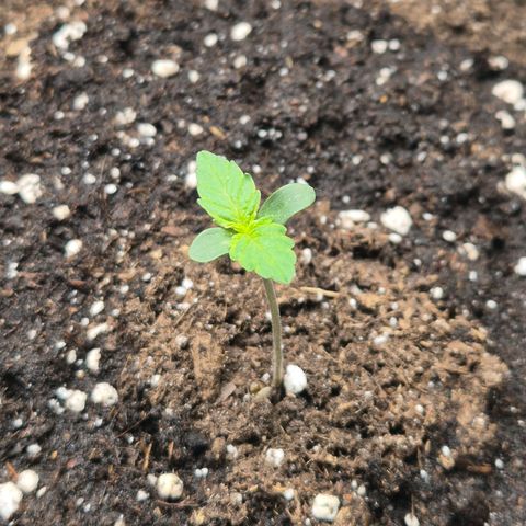 Sticky Beast TUPAC growlog timeline photo
