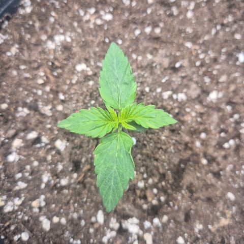Sticky Beast TUPAC growlog timeline photo