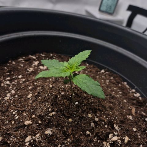 Sticky Beast TUPAC growlog timeline photo