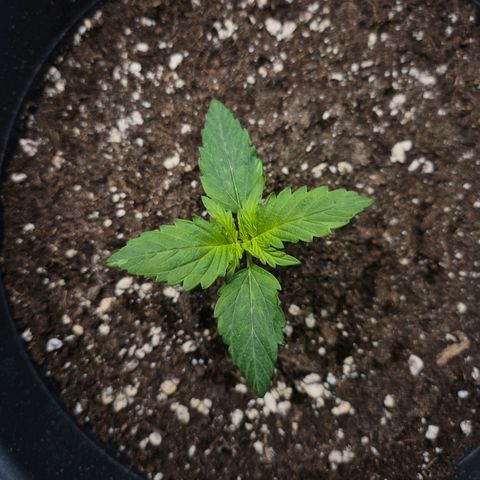 Sticky Beast TUPAC growlog timeline photo