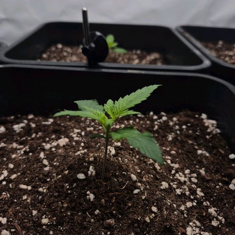 Sticky Beast BOB growlog timeline photo