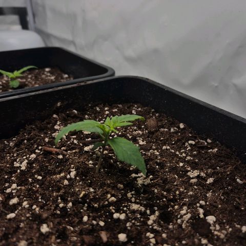 Sticky Beast BIGGY growlog timeline photo