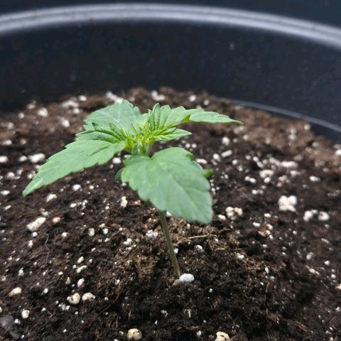 Sticky Beast TUPAC growlog timeline photo