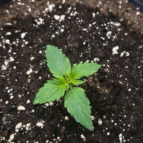 Sticky Beast TUPAC growlog timeline photo