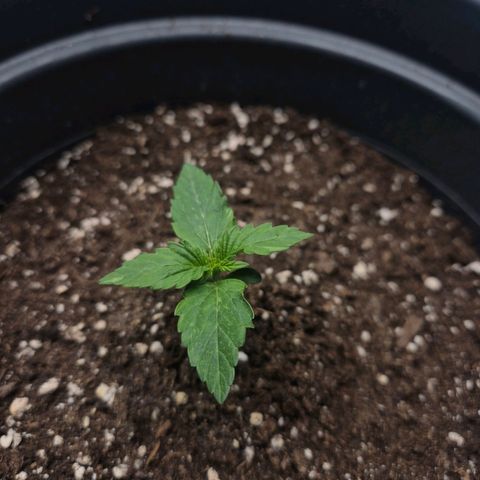 Sticky Beast TUPAC growlog timeline photo