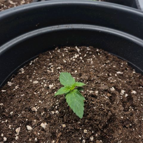 Sticky Beast TUPAC growlog timeline photo