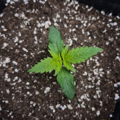 Sticky Beast BOB growlog timeline photo