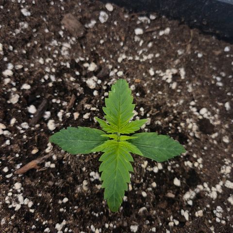 Sticky Beast BIGGY growlog timeline photo