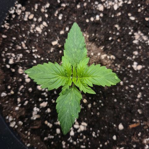 Sticky Beast TUPAC growlog timeline photo