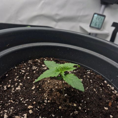 Sticky Beast TUPAC growlog timeline photo