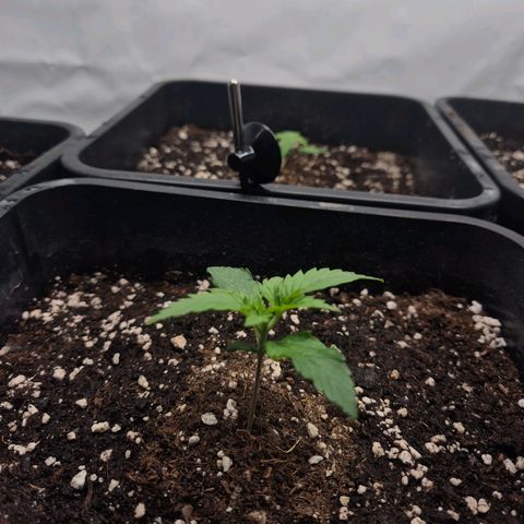 Sticky Beast TUPAC growlog timeline photo