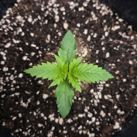 Sticky Beast TUPAC growlog timeline photo