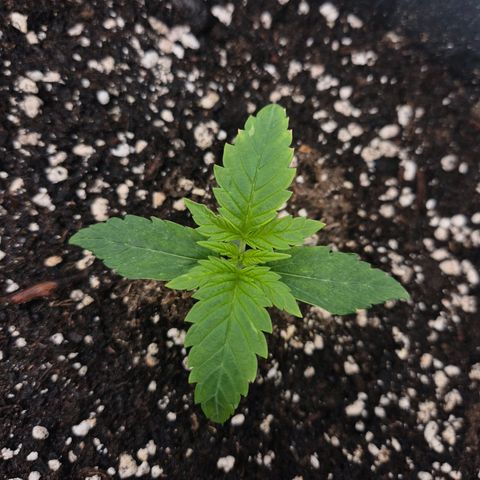 Sticky Beast BIGGY growlog timeline photo
