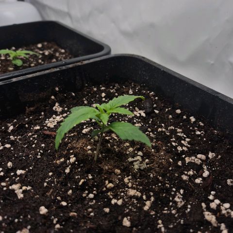 Sticky Beast BIGGY growlog timeline photo