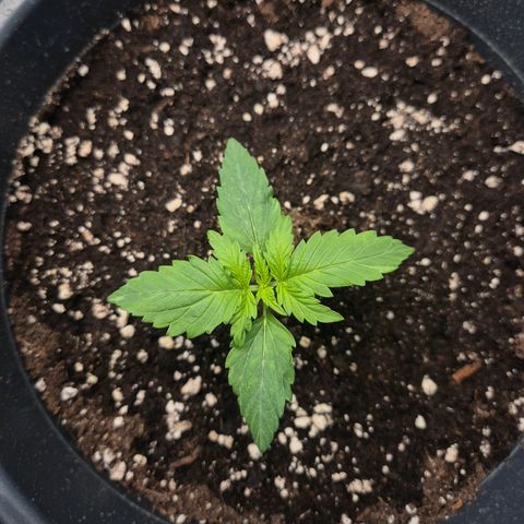 Sticky Beast TUPAC growlog timeline photo