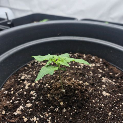Sticky Beast TUPAC growlog timeline photo