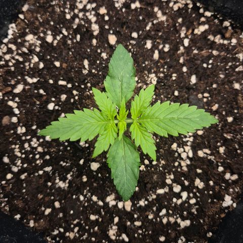 Sticky Beast BOB growlog timeline photo