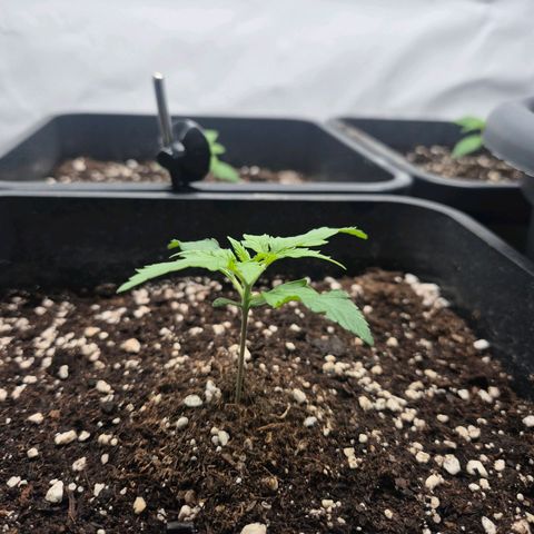 Sticky Beast BOB growlog timeline photo