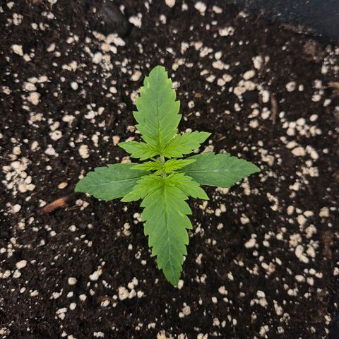 Sticky Beast BIGGY growlog timeline photo