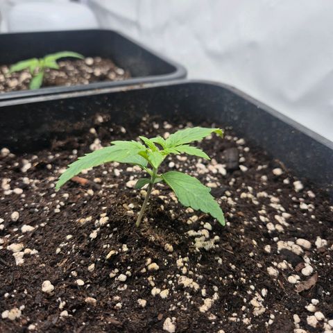 Sticky Beast BIGGY growlog timeline photo