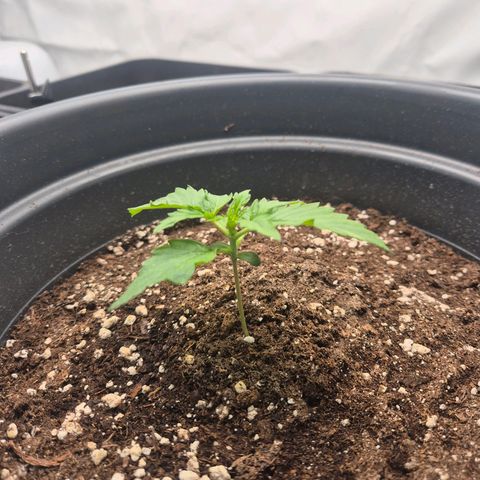 Sticky Beast TUPAC growlog timeline photo