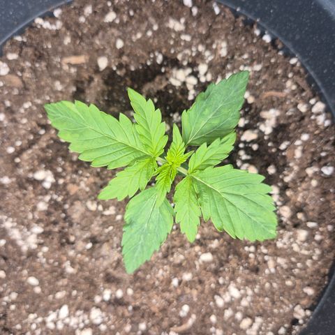 Sticky Beast TUPAC growlog timeline photo