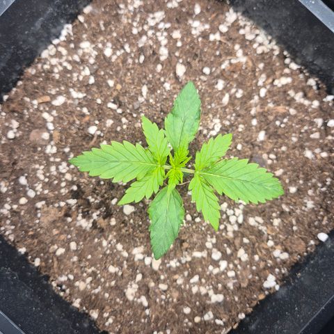 Sticky Beast BOB growlog timeline photo