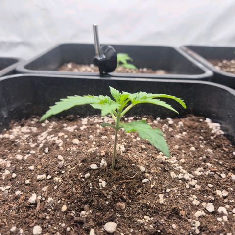 Sticky Beast BOB growlog timeline photo