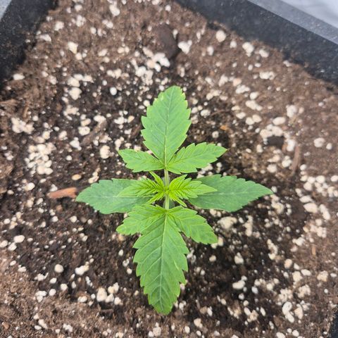 Sticky Beast BIGGY growlog timeline photo