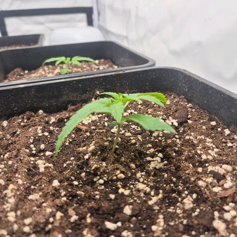 Sticky Beast BIGGY growlog timeline photo