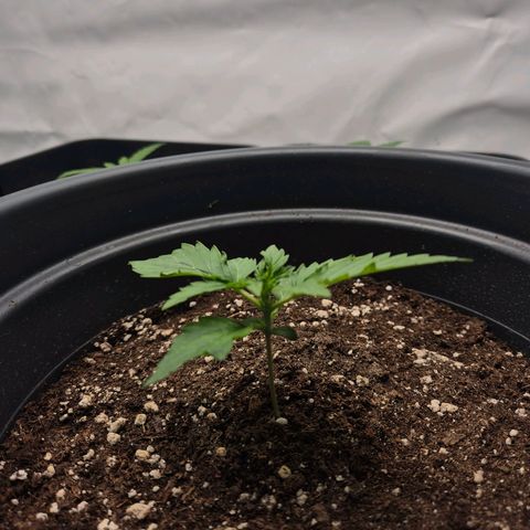 Sticky Beast TUPAC growlog timeline photo