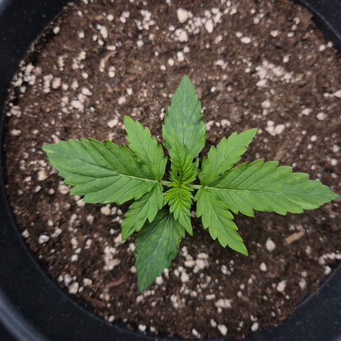 Sticky Beast TUPAC growlog timeline photo