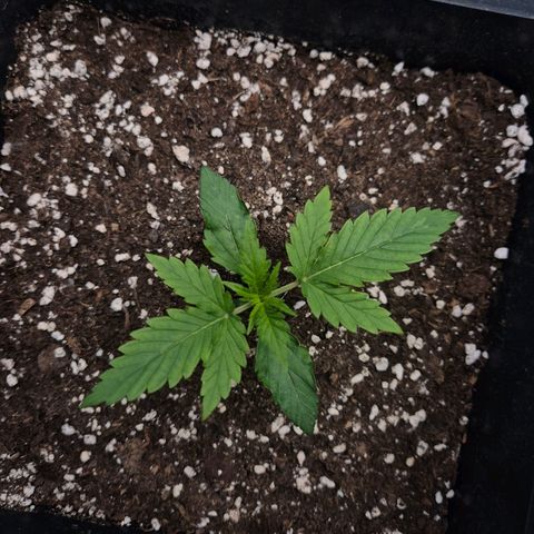 Sticky Beast BOB growlog timeline photo