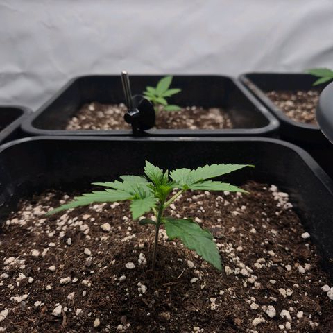 Sticky Beast BOB growlog timeline photo