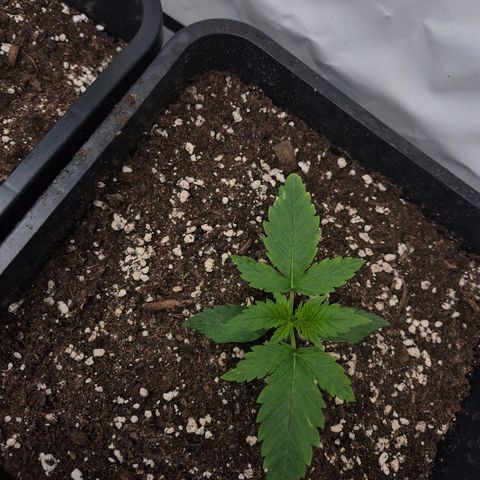 Sticky Beast BIGGY growlog timeline photo