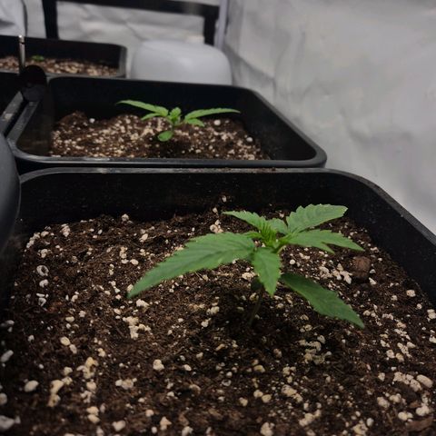 Sticky Beast BIGGY growlog timeline photo