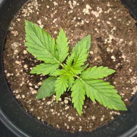 Sticky Beast TUPAC growlog timeline photo