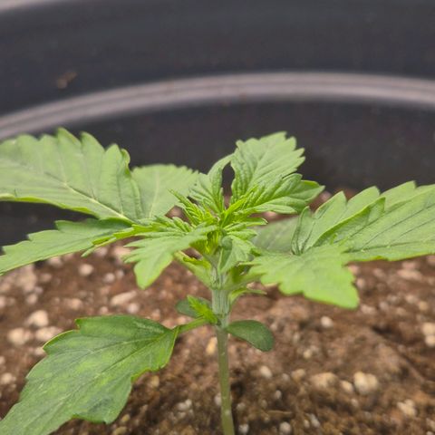 Sticky Beast TUPAC growlog timeline photo