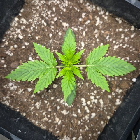 Sticky Beast BOB growlog timeline photo