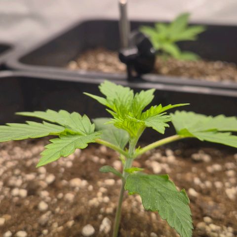 Sticky Beast BOB growlog timeline photo