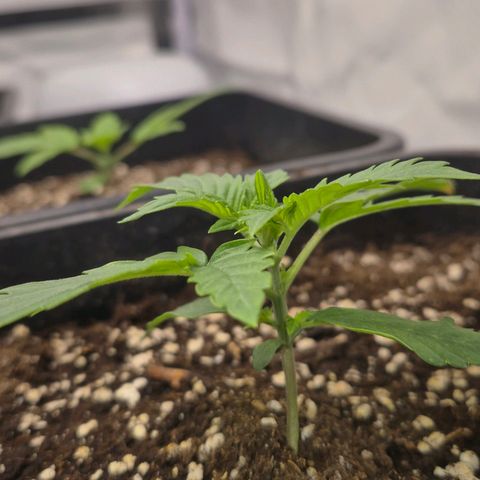 Sticky Beast BIGGY growlog timeline photo