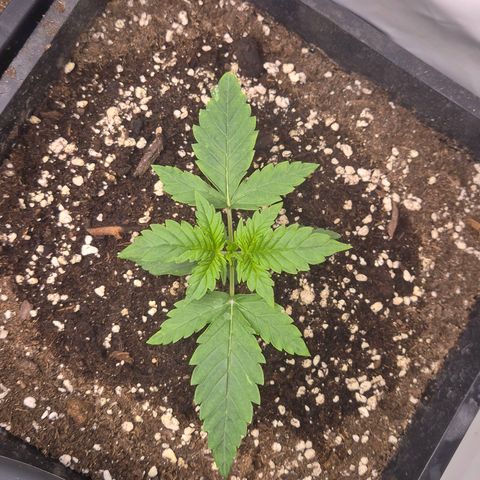 Sticky Beast BIGGY growlog timeline photo