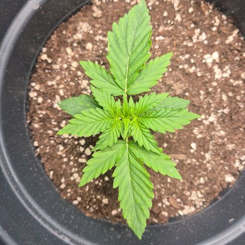 Sticky Beast TUPAC growlog timeline photo