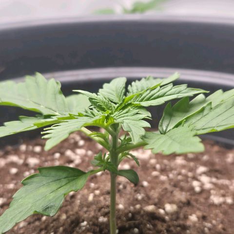Sticky Beast TUPAC growlog timeline photo
