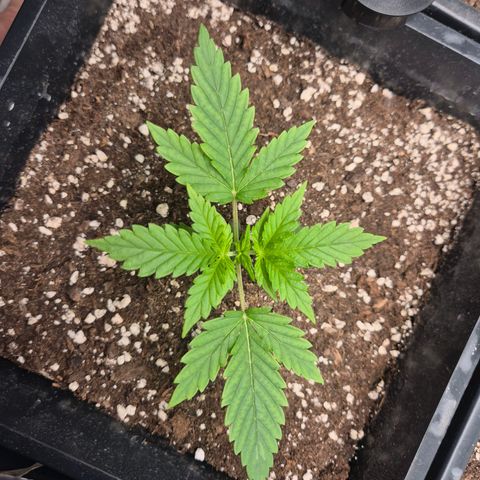 Sticky Beast BOB growlog timeline photo
