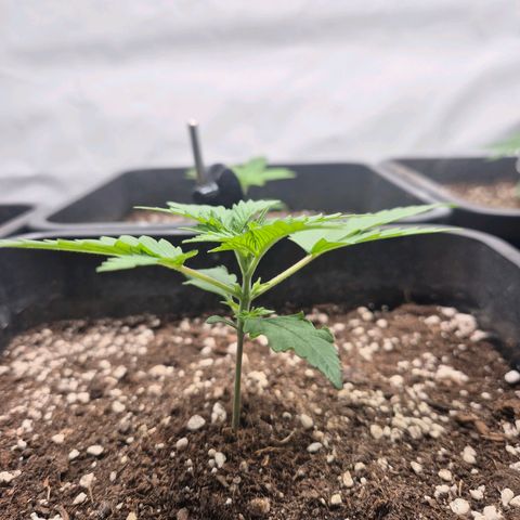 Sticky Beast BOB growlog timeline photo