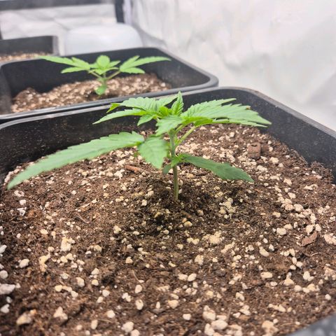 Sticky Beast BIGGY growlog timeline photo