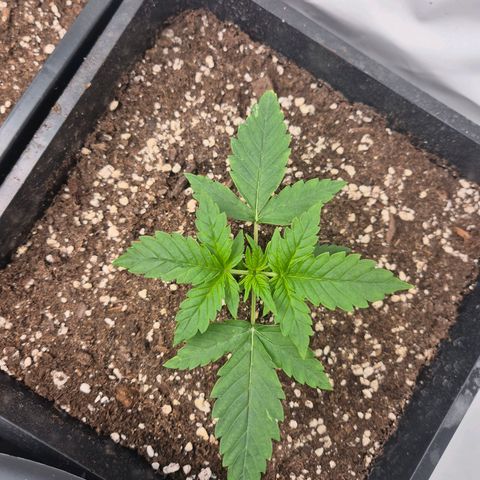 Sticky Beast BIGGY growlog timeline photo